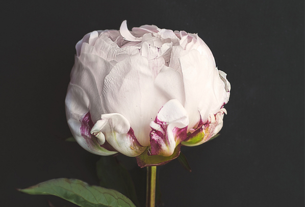 Blumen auf Rechnung bestellen